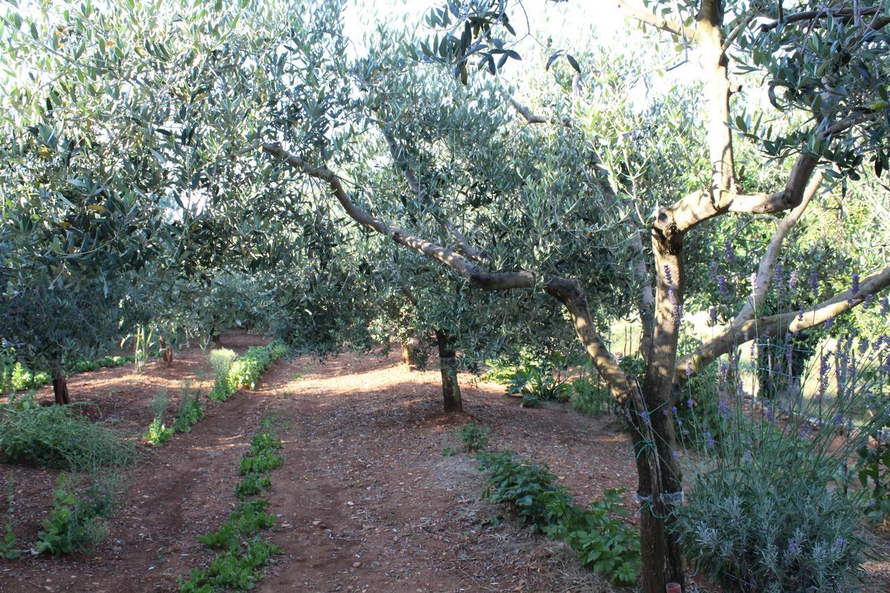 Haus Glavani Barban Dış mekan fotoğraf